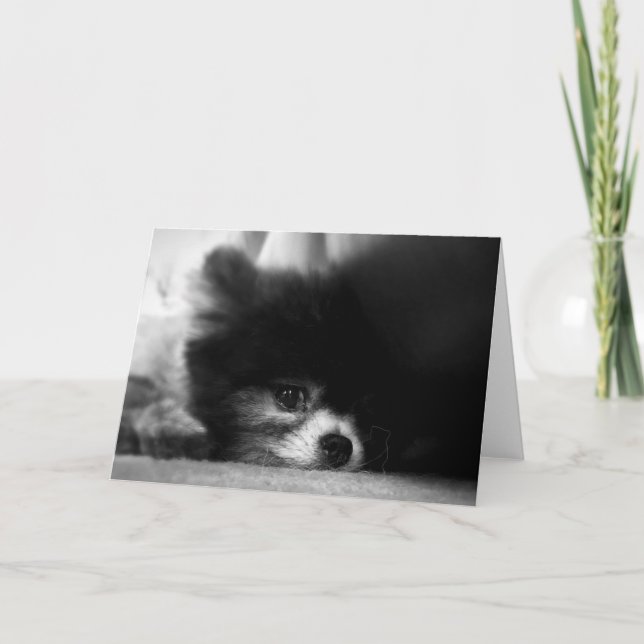 Tarjeta Retrato de Pomerania Negra (Anverso)