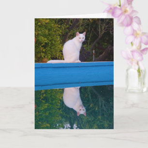 Tarjeta Retrato de reflexión de gato blanco