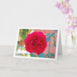 Tarjeta Retrato de Rosa de Jardín Rojo