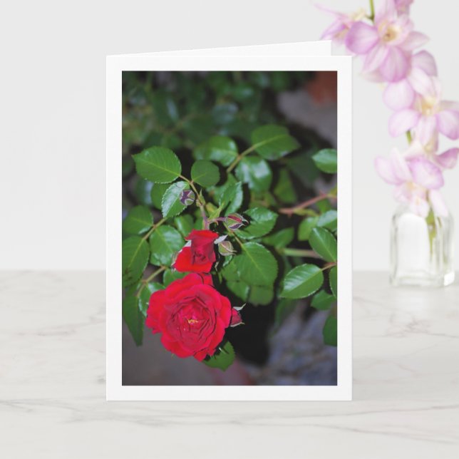 Tarjeta Retrato de Rosa Roja (Orquídea)