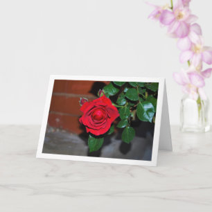 Tarjeta Retrato de Rosa Roja por la Noche