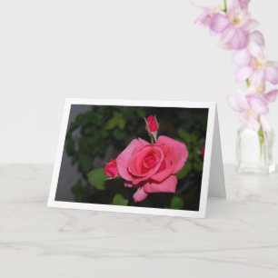 Tarjeta Retrato de rosa rosa y capullos de rosa