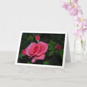 Tarjeta Retrato de rosa rosa y capullos de rosa