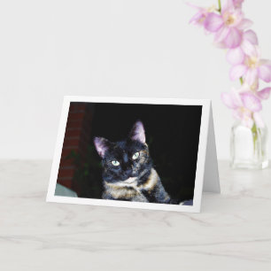 Tarjeta Retrato de Tortoiseshell Kitten