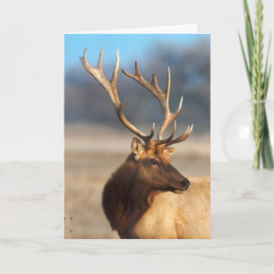 Tarjeta Retrato de un asombroso toro