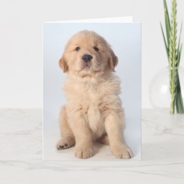 Tarjeta Retrato de un cachorro recuperador de oro de seis  (Anverso)