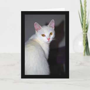 Tarjeta Retrato de un gato blanco