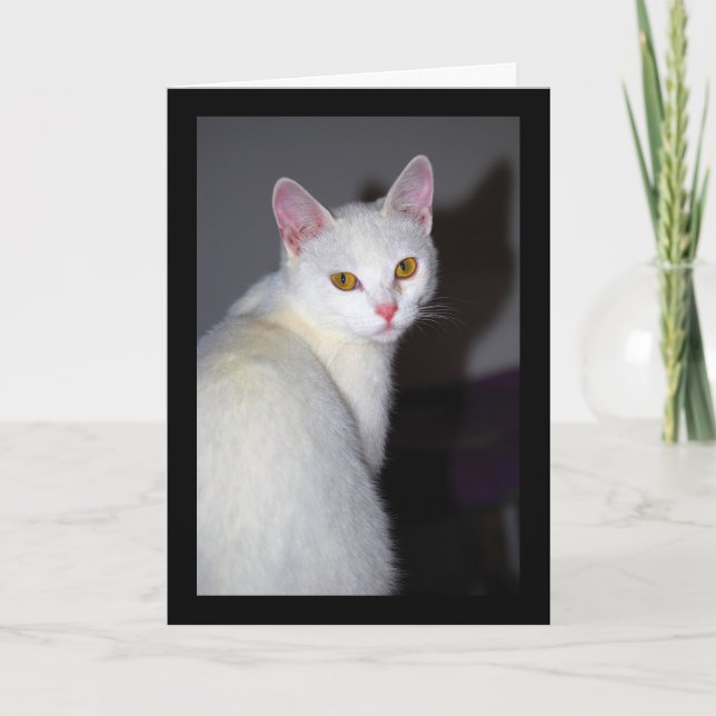 Tarjeta Retrato de un gato blanco (Anverso)
