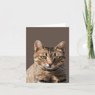 Tarjeta Retrato De Un Gato De Tabby Cuto Con Contacto Ocul