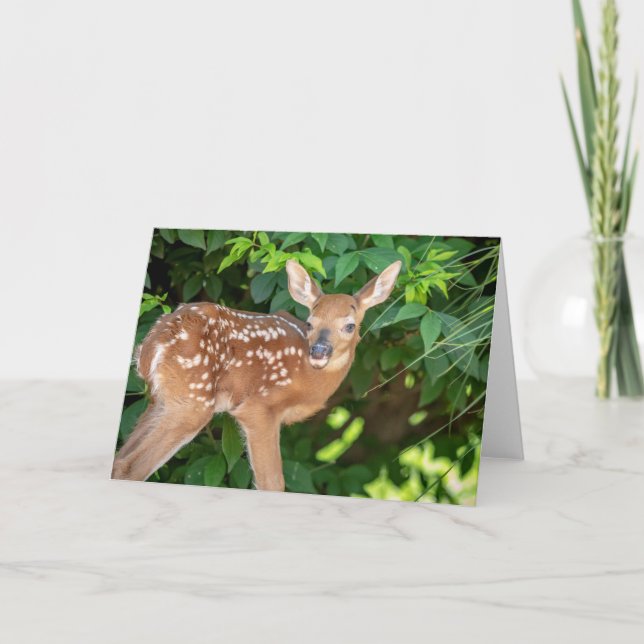 Tarjeta Retrato de un recién nacido (ciervo de cola blanca (Anverso)