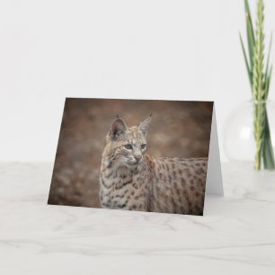 Tarjeta Retrato de una Bobcat