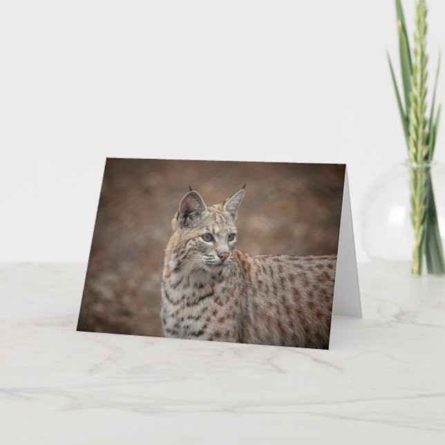 Tarjeta Retrato de una Bobcat (Anverso)