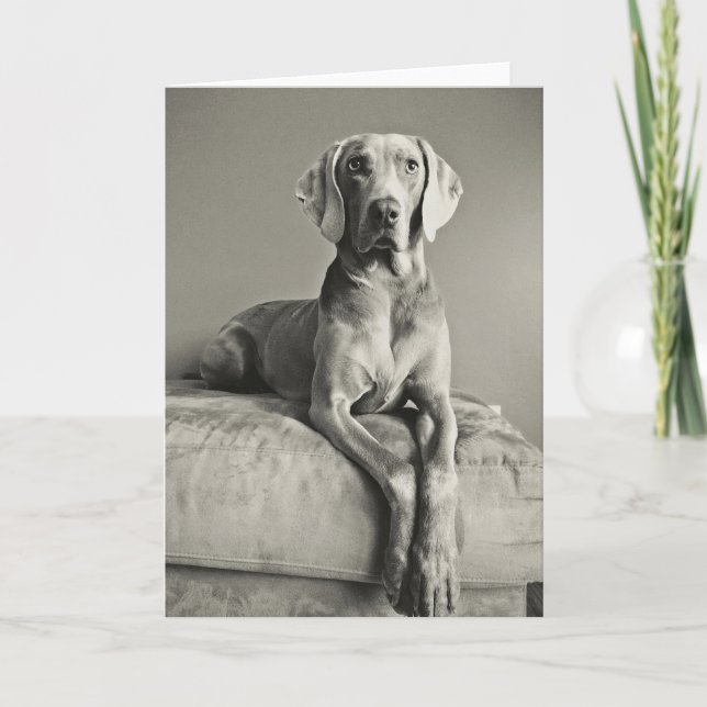 Tarjeta Retrato de Weimaraner (Anverso)