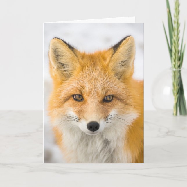 Tarjeta Retrato de zorro rojo (Anverso)