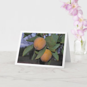 Tarjeta Retrato del árbol de caqui