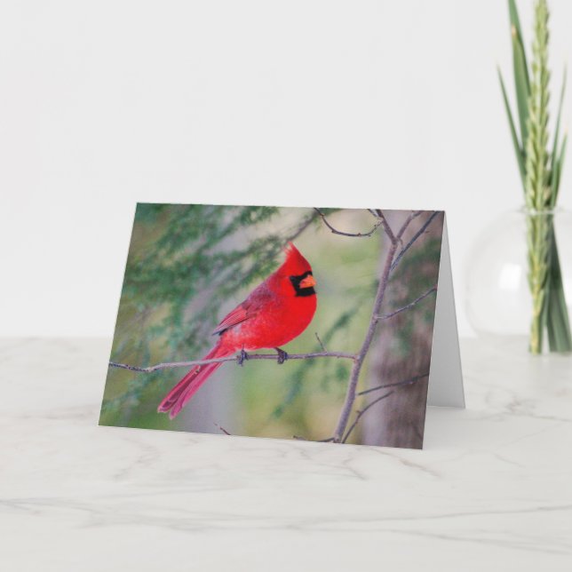 Tarjeta Retrato del Cardenal Rojo (Anverso)