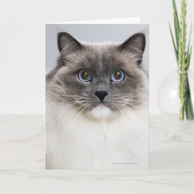 Tarjeta Retrato del gato de Ragdoll (Anverso)