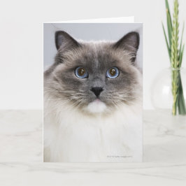 Tarjeta Retrato del gato de Ragdoll