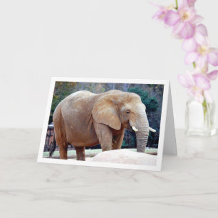 Tarjeta Retrato elefante