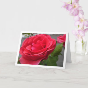 Tarjeta Retrato en primer plano de rosas rojas