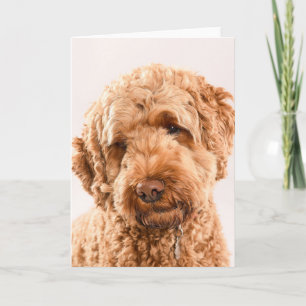 Tarjeta Retrato Goldendoodle Studio