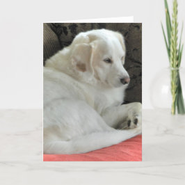 Tarjeta Retrato lindo de perro blanco