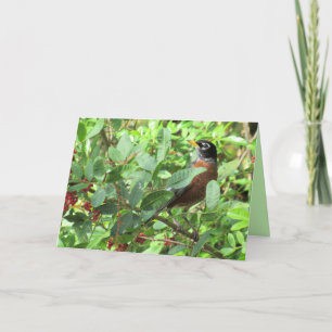 Tarjeta Retrato Robin americano - Serie de aves traseras