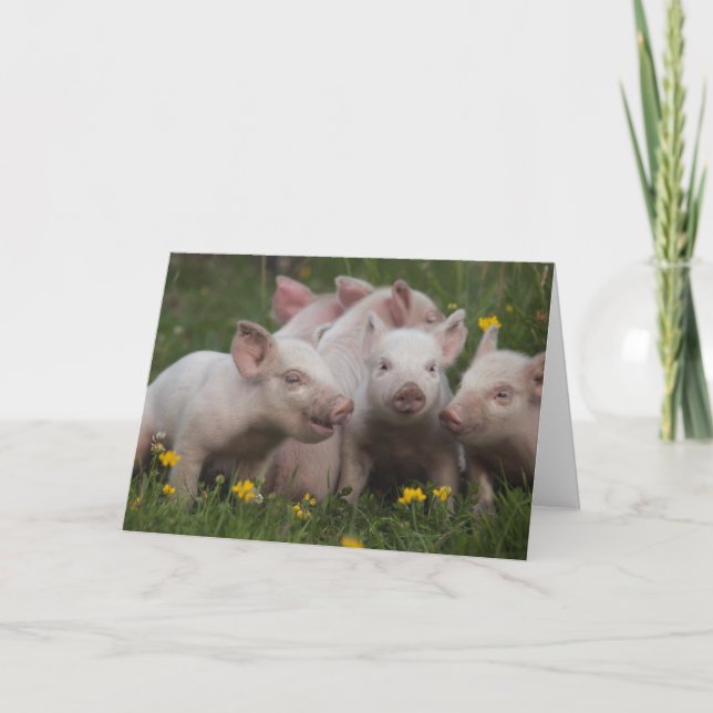 Tarjeta Reunión de los tres cerditos (Anverso)