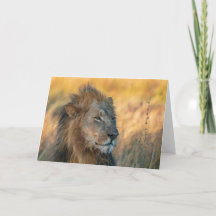 Rey de la Selva, Botswana