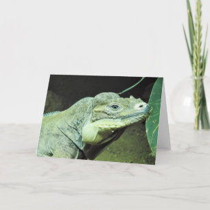 Tarjeta Rhinoceros Iguana