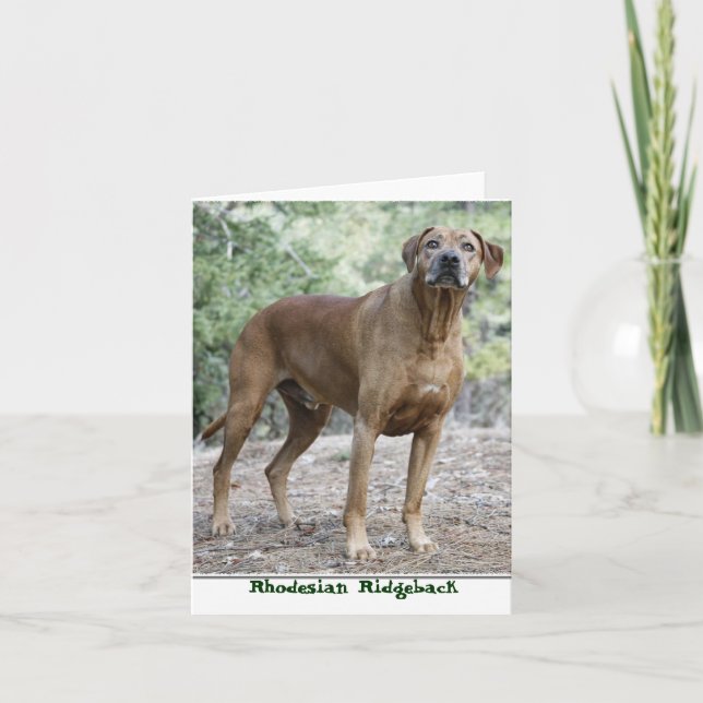 Tarjeta Rhodesian Ridgeback Notecards (Anverso)