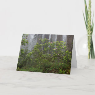 Tarjeta Rhododendron en el Parque Nacional Redwood en Cali