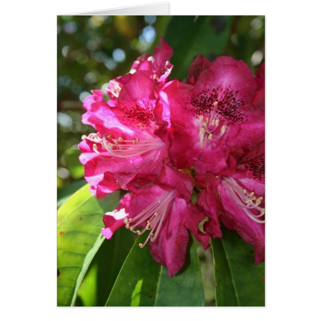 Tarjeta Rhododendrons (Frente)