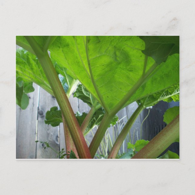 Tarjeta Rhubarb (Anverso)