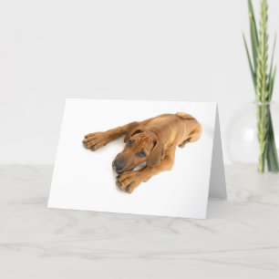 Tarjeta Ridgeback joven