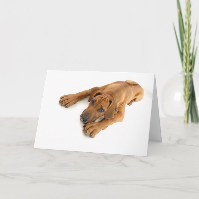 Tarjeta Ridgeback joven (Anverso)