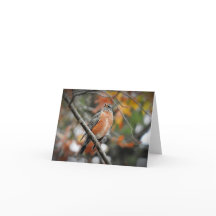 Robin en un árbol en blanco dentro