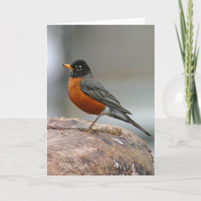 Tarjeta Robin Notecard (Anverso)