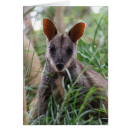 Tarjeta Rock Wallaby