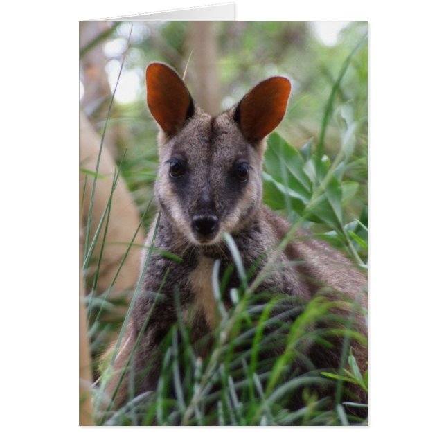 Tarjeta Rock Wallaby (Frente)