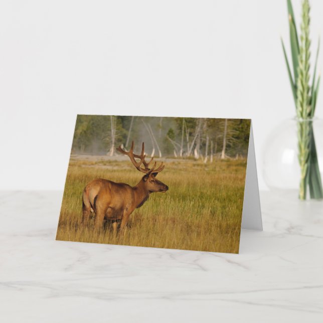Tarjeta Rocky Mountain Elk | Parque nacional Yellowstone (Anverso)