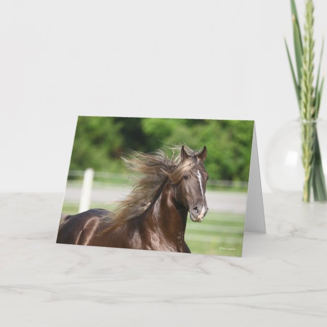 Tarjeta Rocky Mountain Horse Stallion Headshot (Anverso)