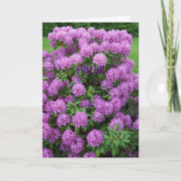Rododendro, amigo