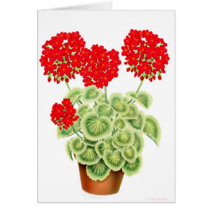 Tarjeta roja abigarrada de los geranios