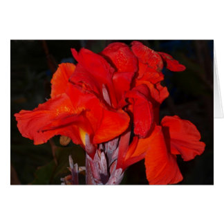 Tarjeta roja brillante del lirio de canna