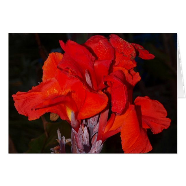 Tarjeta roja brillante del lirio de canna (Anverso (Horizontal))