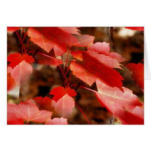 Tarjeta roja de la fotografía de la naturaleza de
