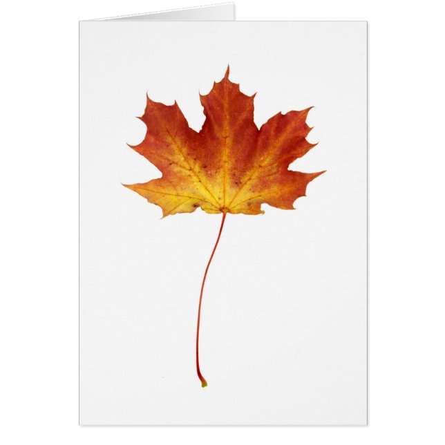 Tarjeta roja de la hoja de arce del fuego (Frente)