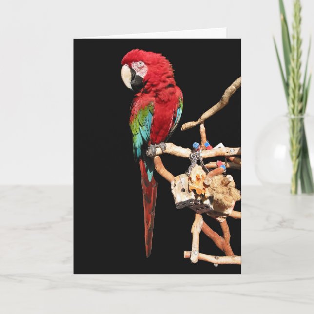 Tarjeta roja de Macaw para cualquier ocasión (Anverso)