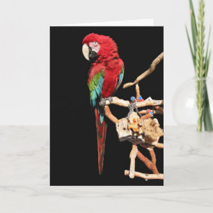 Tarjeta roja de Macaw para cualquier ocasión
